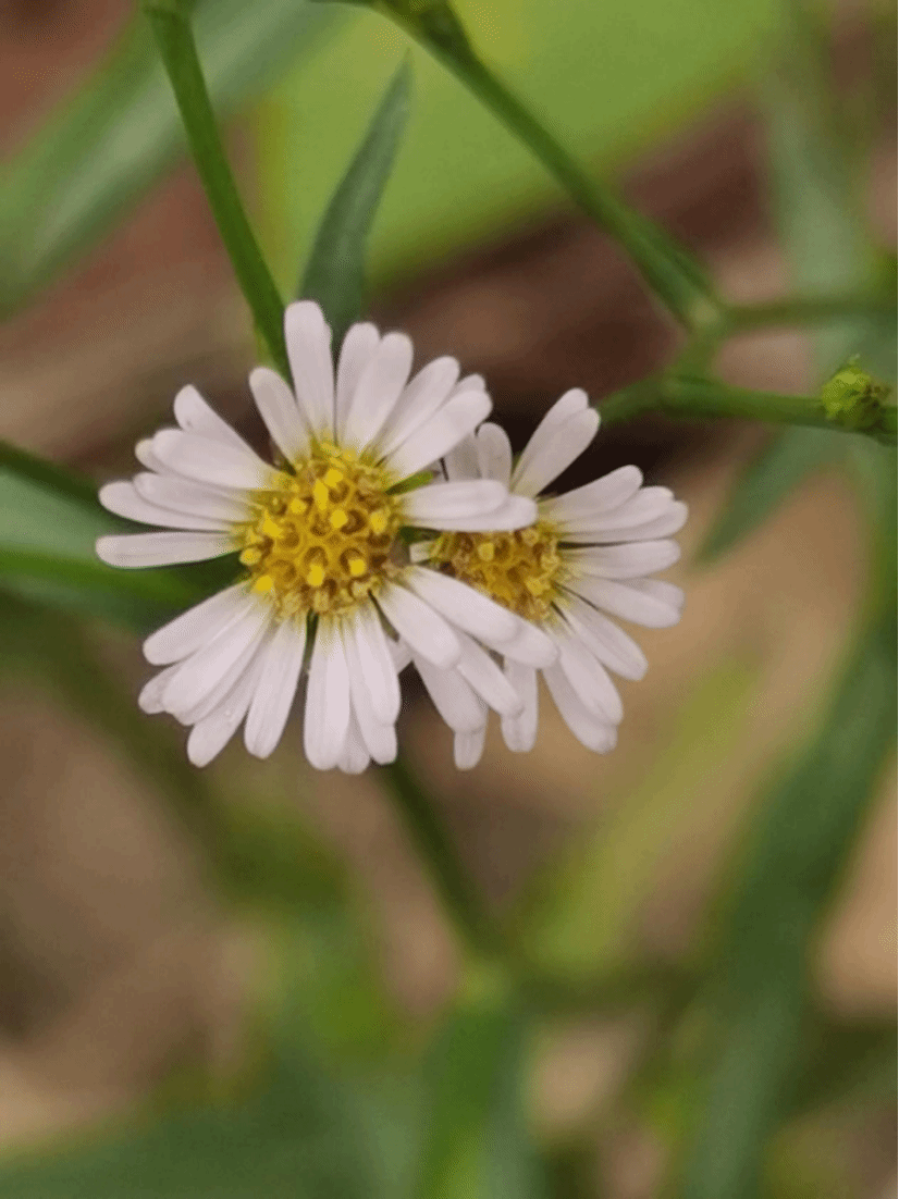 碱菀Tripolium pannonicum (Jacquin) Dobroczajeva in Visjulina