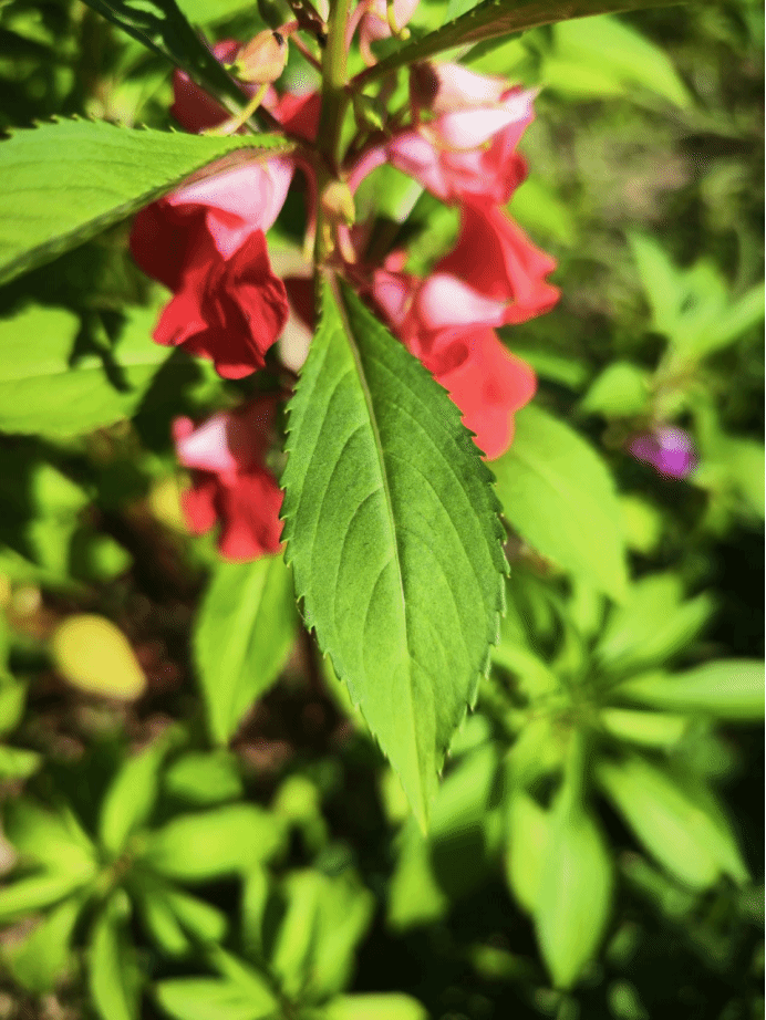 凤仙花impatiens balsamina l