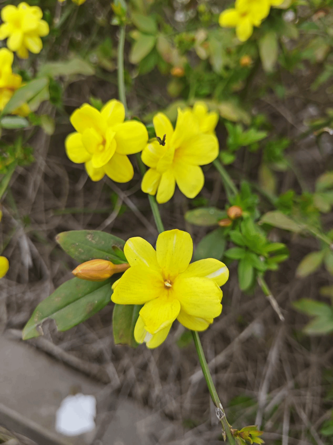 迎春花真实图片图片