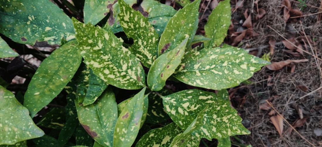 花叶青木Aucuba japonica var. variegata Dombrain