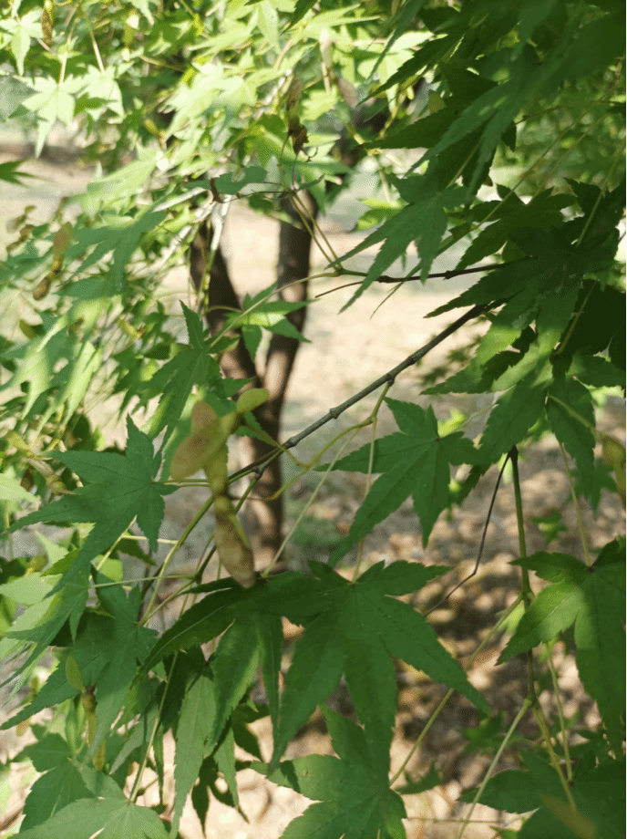 植物鸡爪子植物图片图片